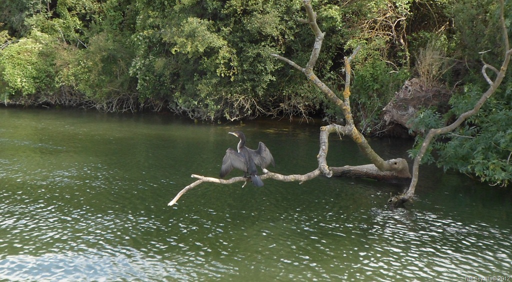 [SAM_1904%2520Cormorant%255B4%255D.jpg]