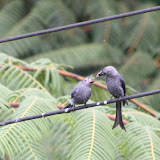 One hungry ashy drongo baby