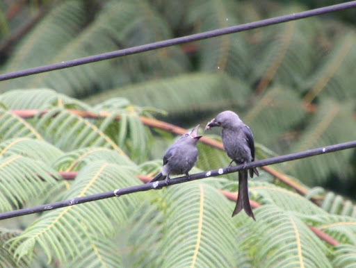 One hungry ashy drongo baby
