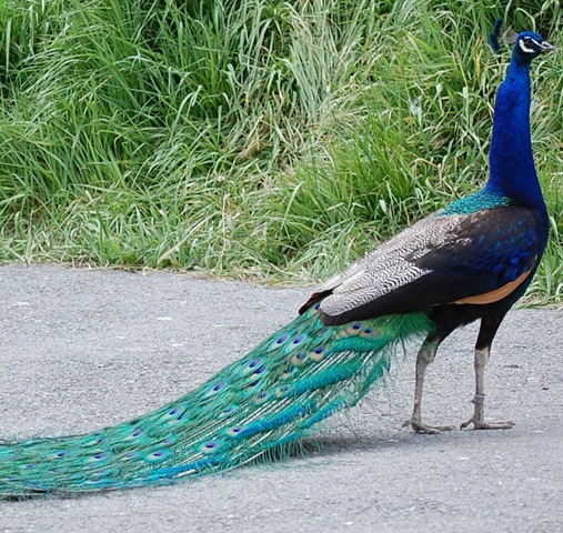 [aviary112.jpg]