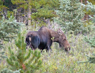 Moose at Ten Sleep Lake