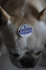 I feel so proud to have voted today.  May the best animal win!