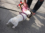I'm wiped out because I've been trying to ride this skateboard.  Have you ever tried it?  It's fun but exhausting!