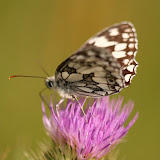 Marbled White - interestingly the Marbled White is classified as one of the 'Brown' family of butterflies!