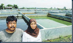 tauke ikan keli tauke ikan keli