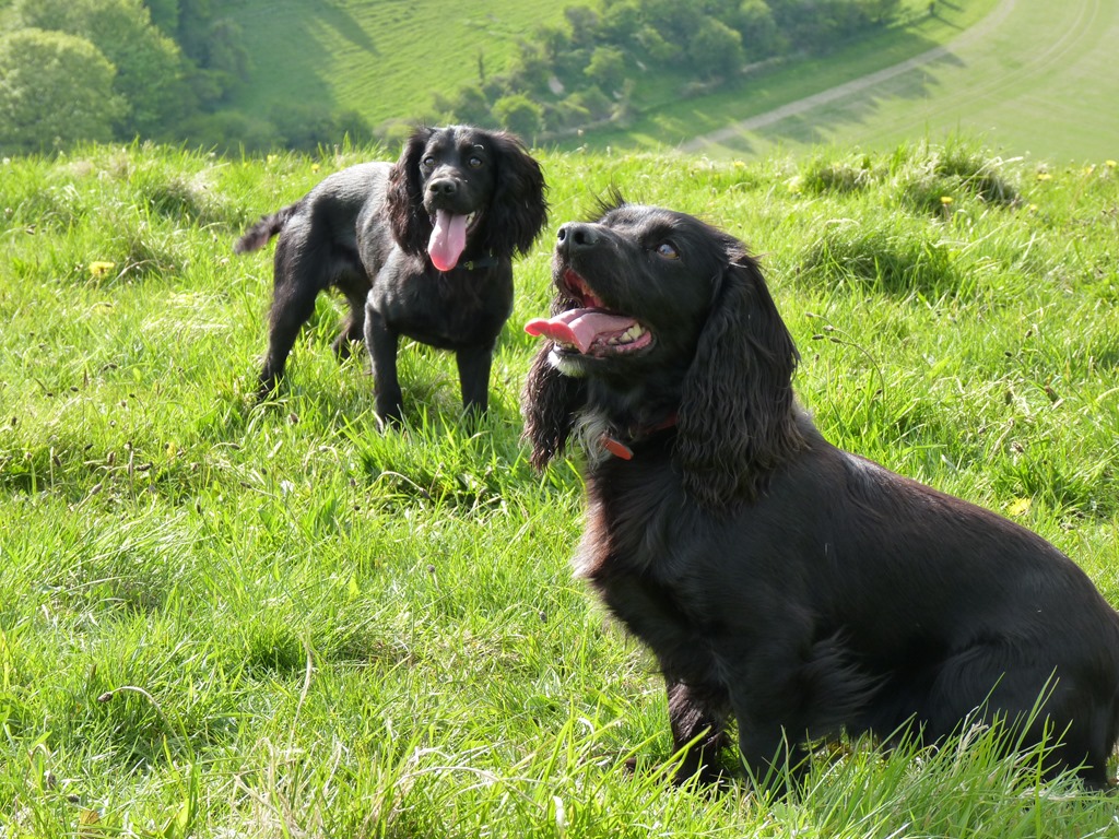 [2013-05-05%2520seaside%2520and%2520doglies%2520022%255B4%255D.jpg]