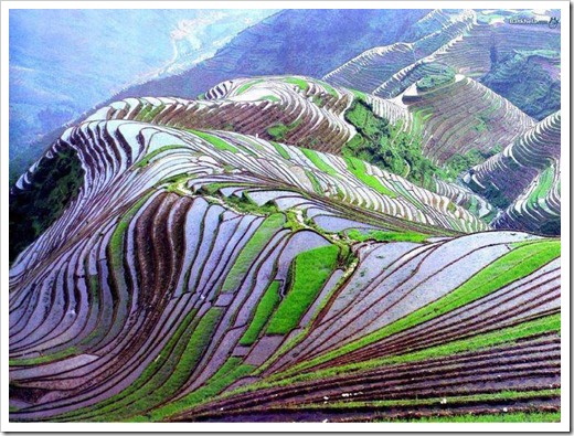Rice Fields in China