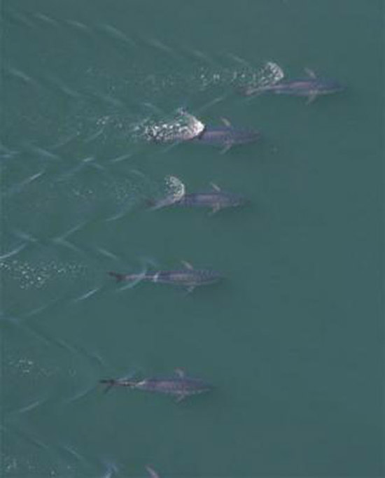 IUCN Tuna species urgently need protection Southern bluefin tuna