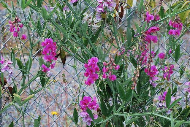 [Flowers%255B3%255D.jpg]