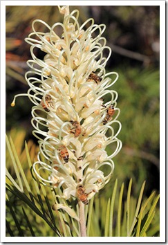 121027_UCSCArboretum_Grevillea-Moonlight_03
