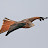 Kania ruda (Milvus milvus), fot. T. Tańczuk