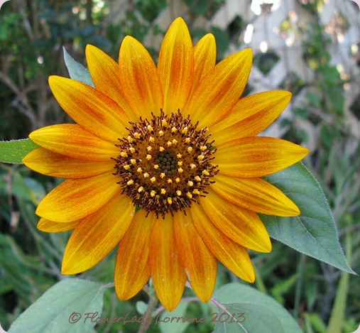 06-10-sunflower3