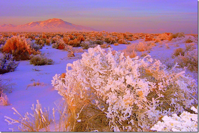 frozen desert