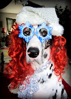 Kathryn D.'s Great Dane, Sugar Joy, is feeling the holiday spirit!