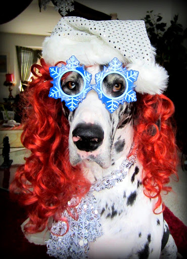 Kathryn D.'s Great Dane, Sugar Joy, is feeling the holiday spirit!