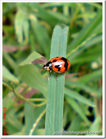 Kumbang Koksi ‘Transverse Ladybird’ (Coccinella transversalis) 03