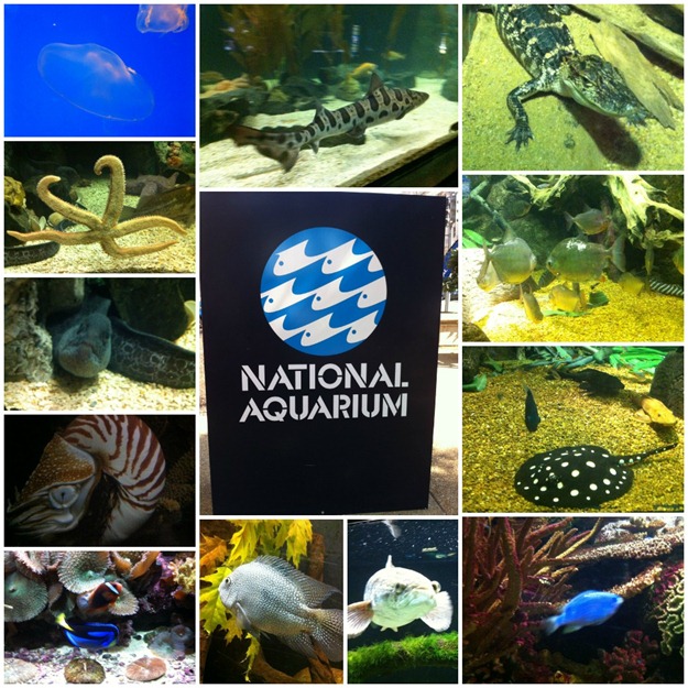 nationalaquarium