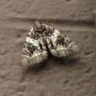 Nettle-tap Moth