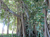 Banyan trees at Selby Gardens. Photo by Allison Tibaldi