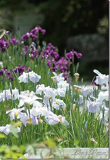 LG_Irises2