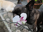 Sharkey, so many orchids flowers look like little faces, don't you think?