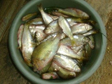 fishrain002