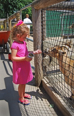 rylee feeding goats 2 zoo