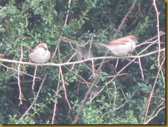 IMG_0678 Sparrows