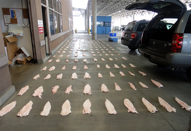This March 2013 image provided by the US Attorney's Office shows Totoaba bladders displayed at a US border crossing in downtown Calexico, Mexico. Seven people have been charged in a scheme to sell the bladders of an endangered Mexican fish considered a delicacy for use in Chinese soup, US prosecutors said on 24 April 2013. Photo: US Attorney's Office via AP