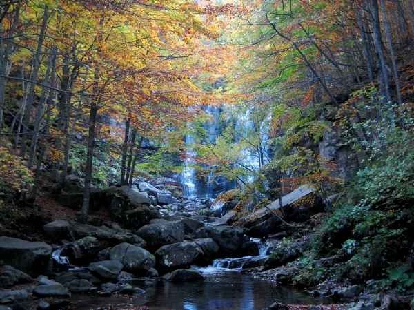 [foresta%255B3%255D.jpg]