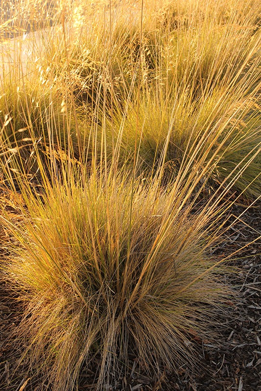 [110721_ikea_stipa_gigantea_3%255B8%255D.jpg]