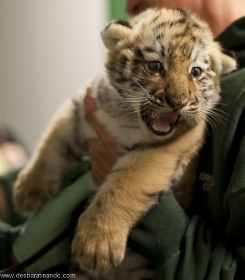 filhotes recem nascidos zoo zoologico desbaratinando animais lindos fofos  (30)