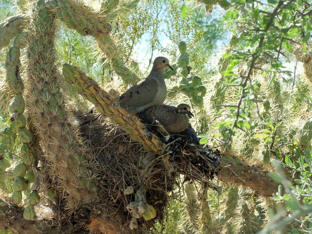[Mourning-dove-and-two-babies-on-cact%255B2%255D.jpg]