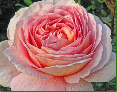 Rosa ABRAHAM DARBY