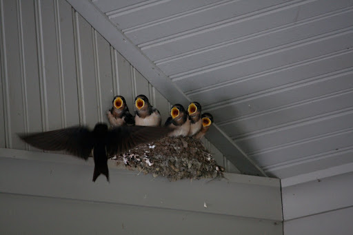 Incoming food!  Incoming food!  But their diet consists of bugs!  I'm glad I don't have to eat insects.