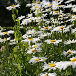 photoIMG_1093.jpg