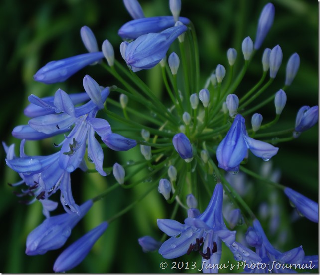 Agapanthus