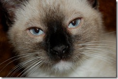 ziggy16
