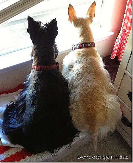 Doogie and Fee at Window