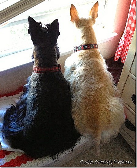 Doogie and Fee at Window Doogie and Fee at Window