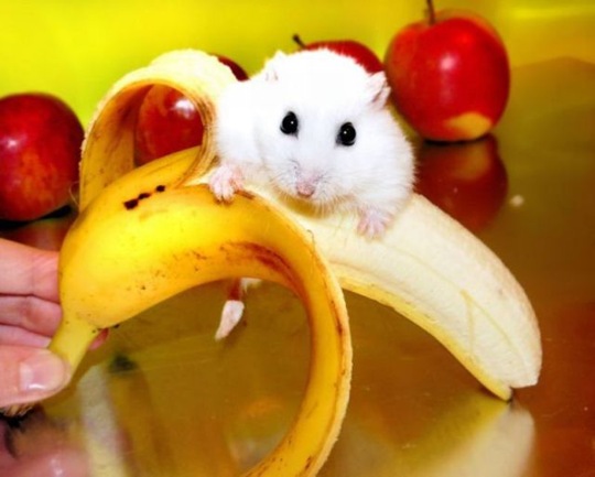 [funny-animals-cute-19%255B2%255D.jpg]