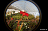 the orchid farm