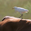 "Garça boieira" "Carraceiro" "Bubulcus ibis"