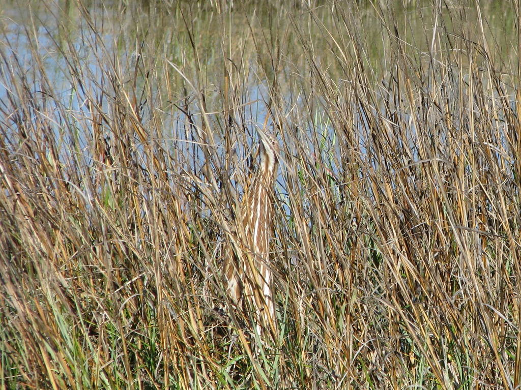 [7090%2520Texas%252C%2520South%2520Padre%2520Island%2520-%2520Birding%2520and%2520Nature%2520Center%2520-%2520American%2520Bittern%255B3%255D.jpg]
