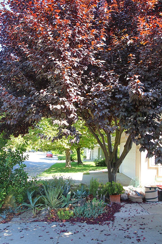 [110904_driveway_succ_bed_before4%255B4%255D.jpg]