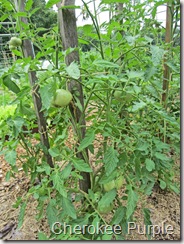 Tomato Cherokee Purple