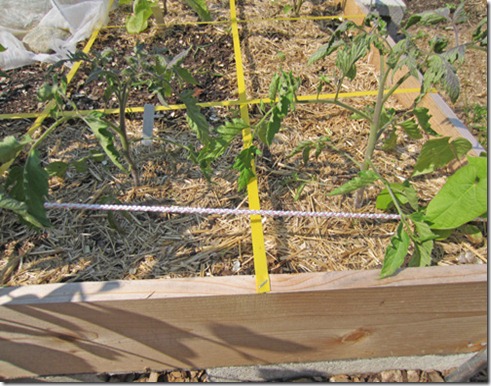 Striped Roman tomato from seed