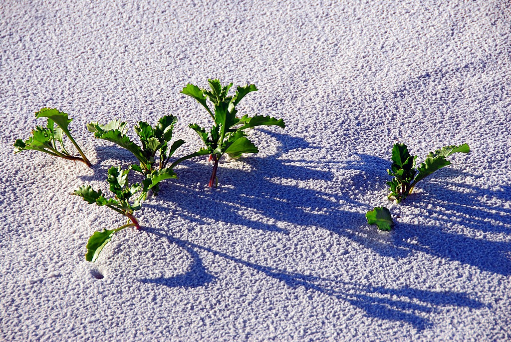 [Grayton-Sand-Plants2.jpg]
