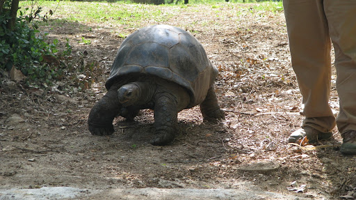 A female Aldabra Tortoise makes her way from her winter quarters to the outdoor yard
photo credit:  Michele Skalicky