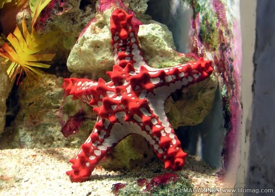 [Starfish4.jpg]